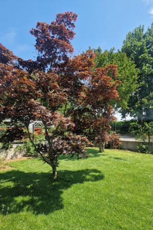 giardino-L2