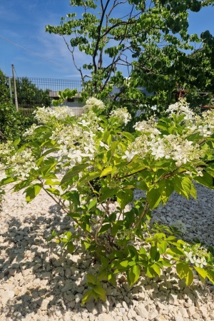 giardino-L3