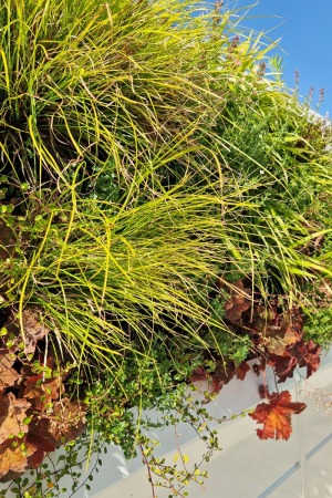 green-frames6
